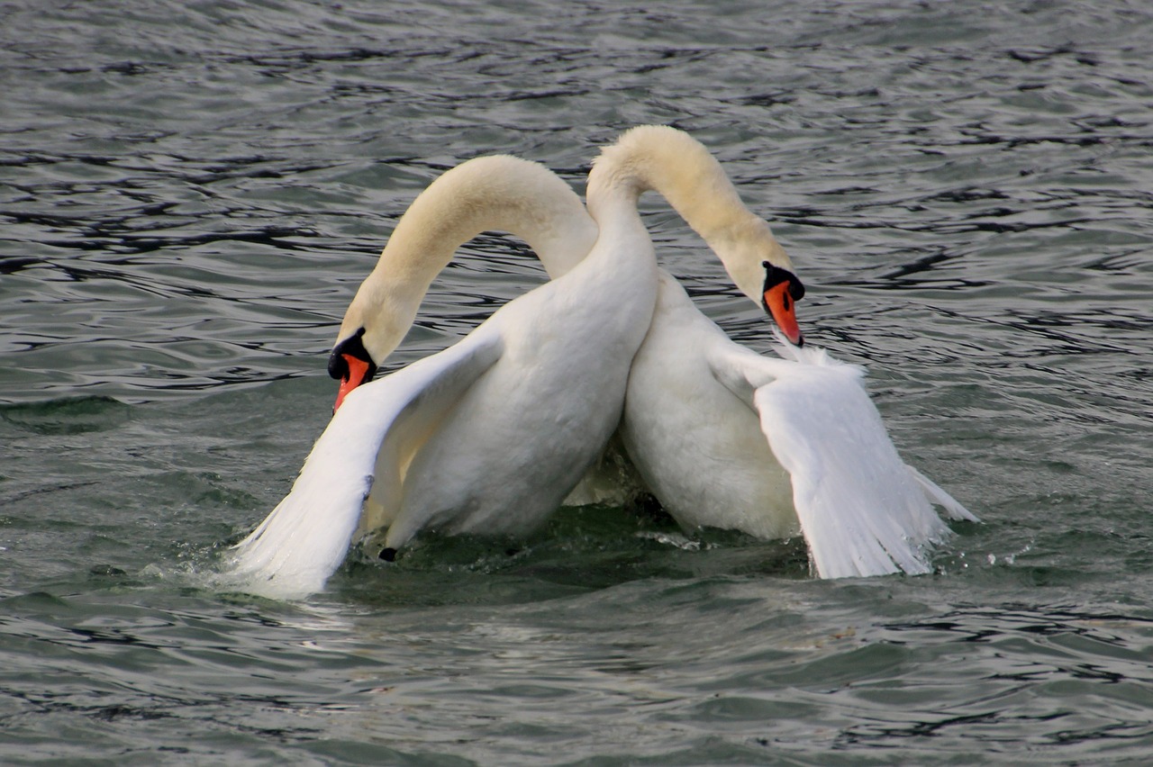 swan fight  fight  swan free photo