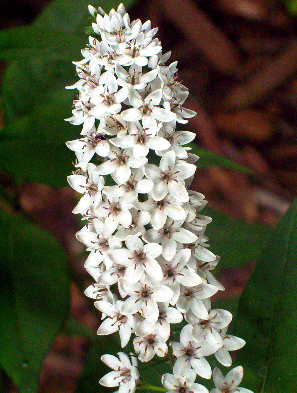 swan flowers swan flowers free photo