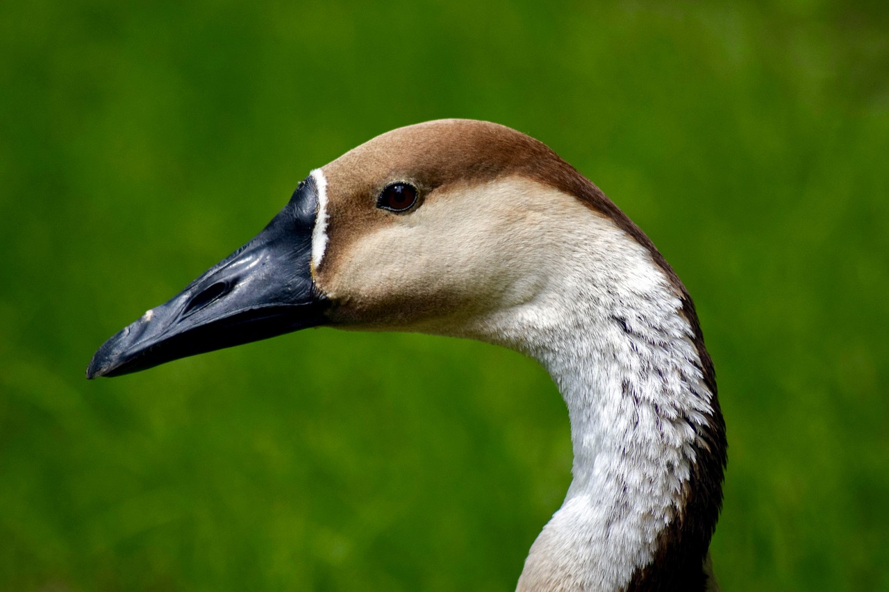 swan goose bird head nature free photo