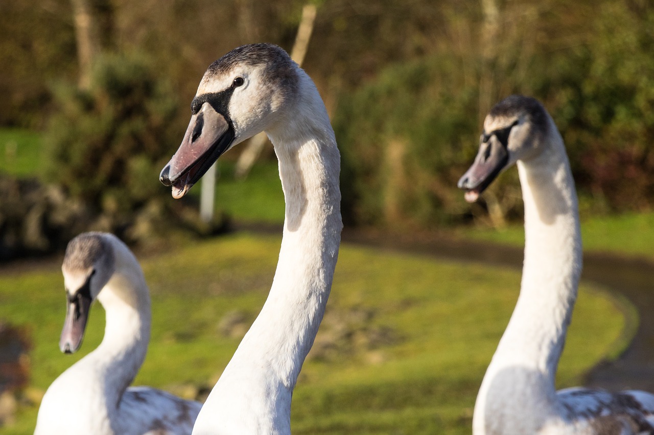 swan group heads bird free photo