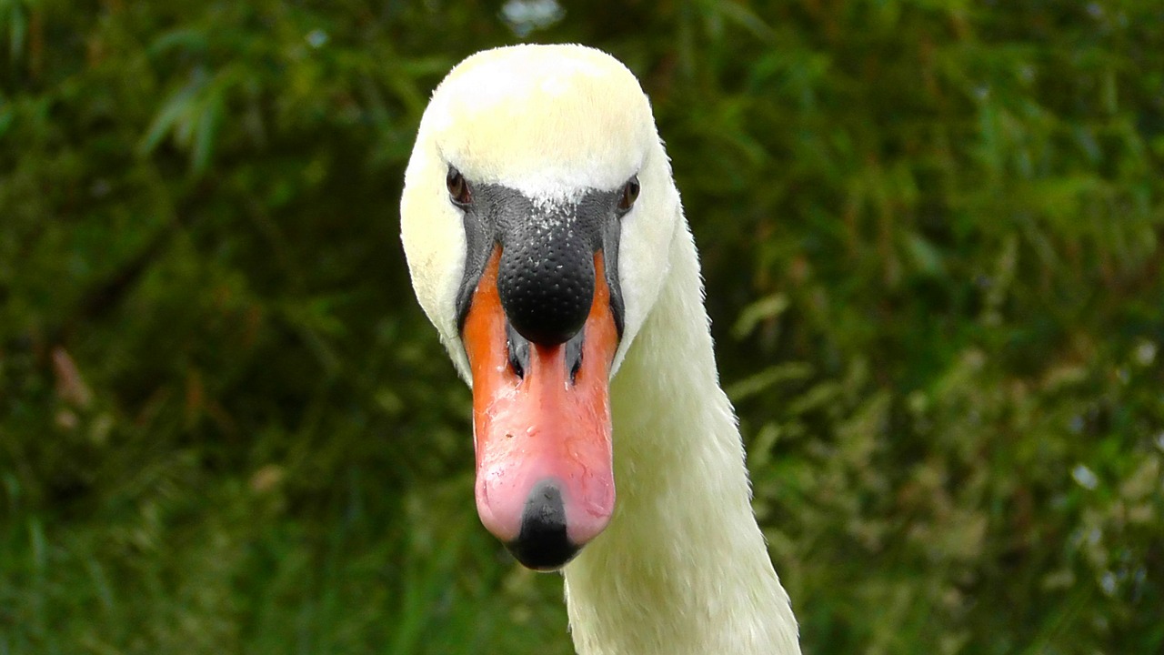 swan head swan view free photo