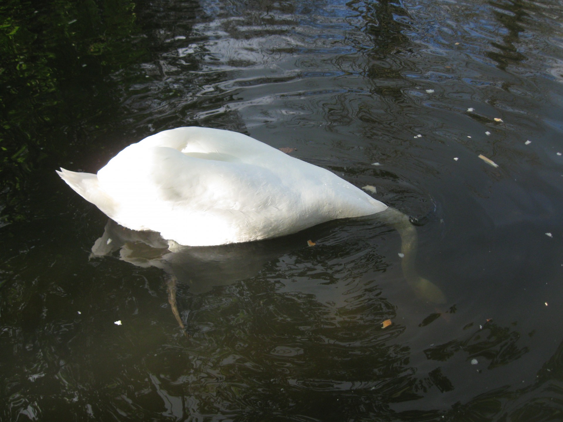 swan head water free photo