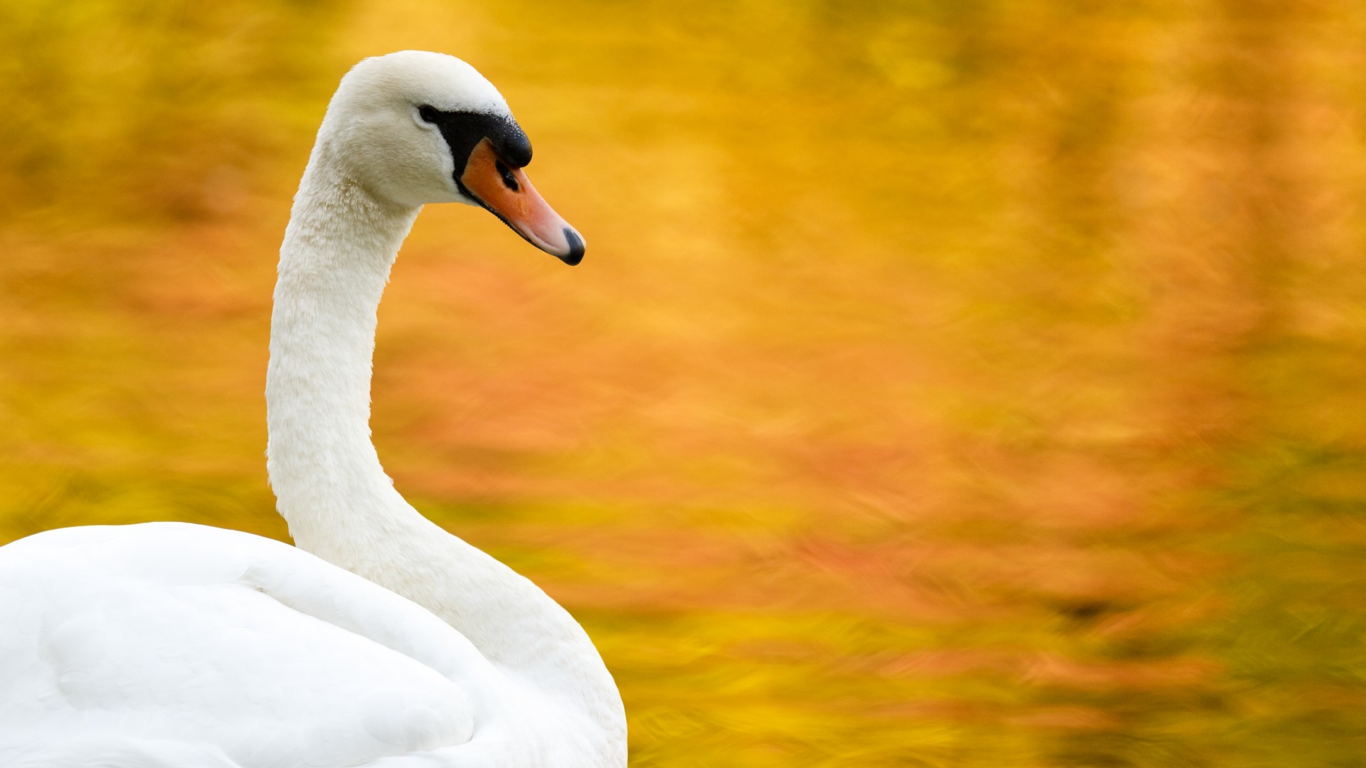autumn swan water free photo
