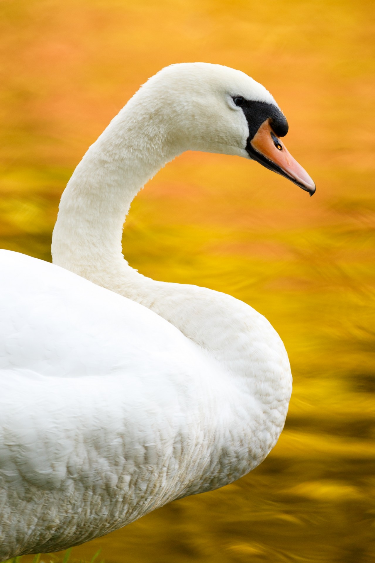 autumn swan water free photo