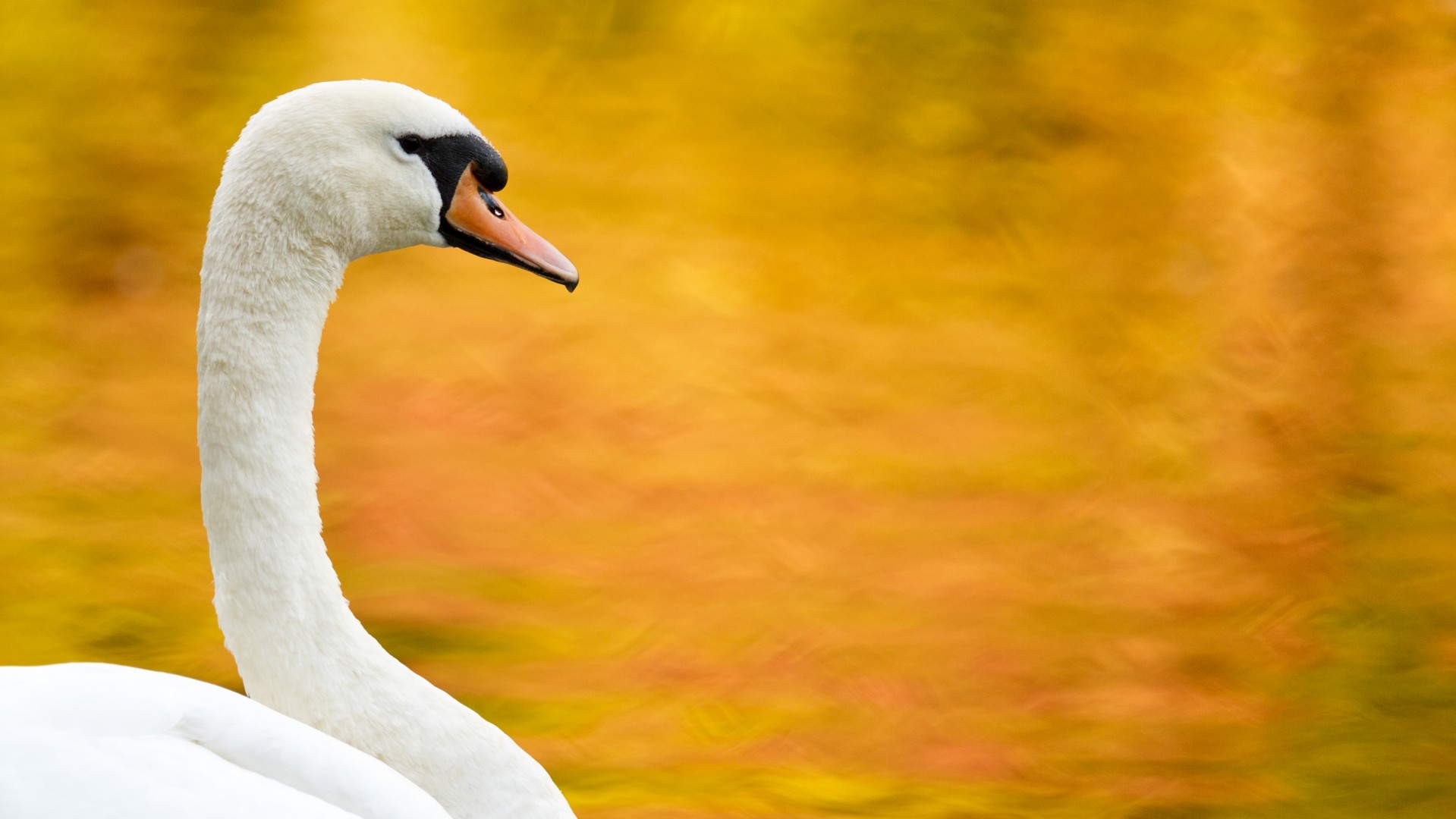 autumn swan water free photo