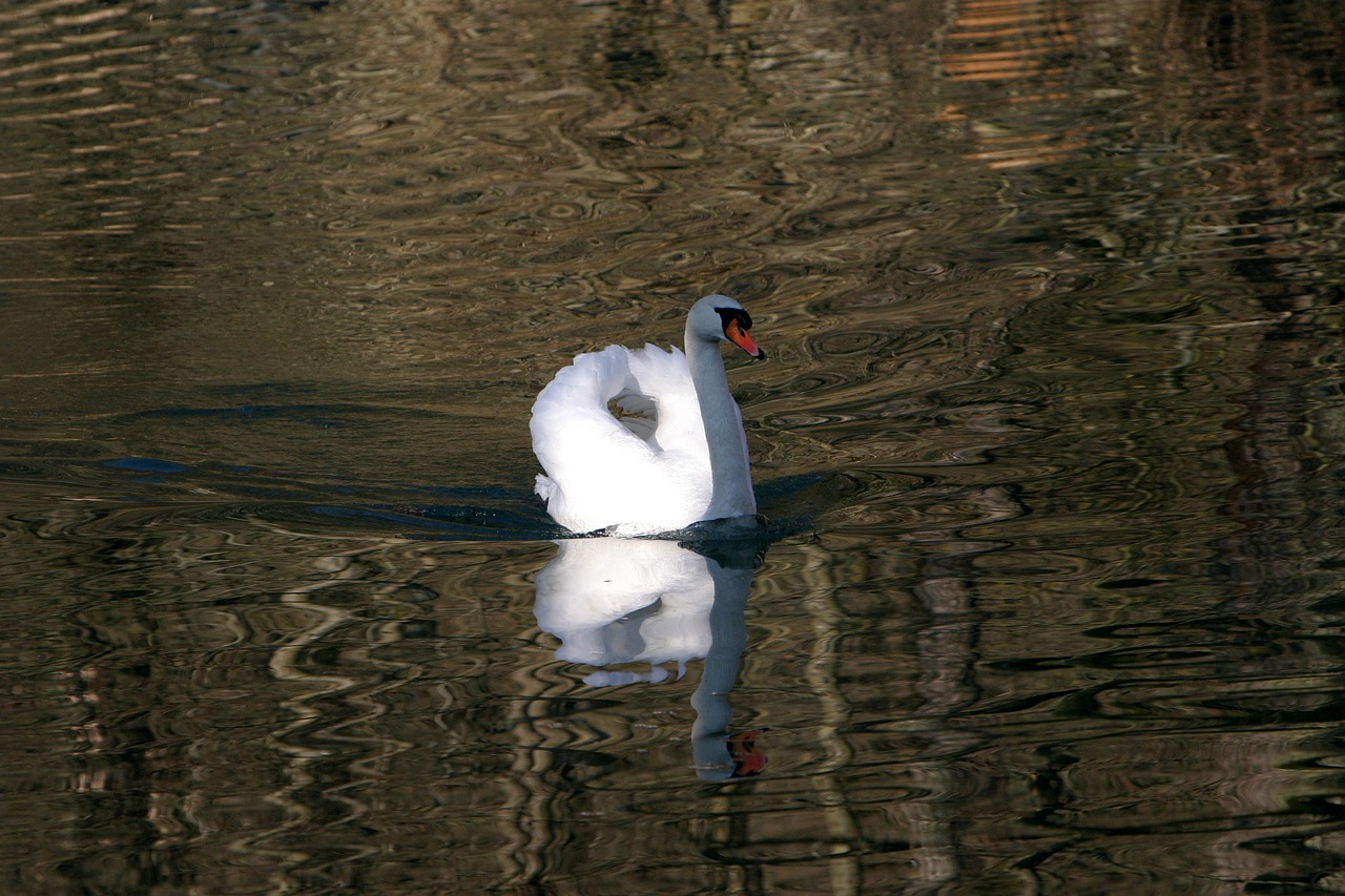 swan in the altmühl water animal free photo