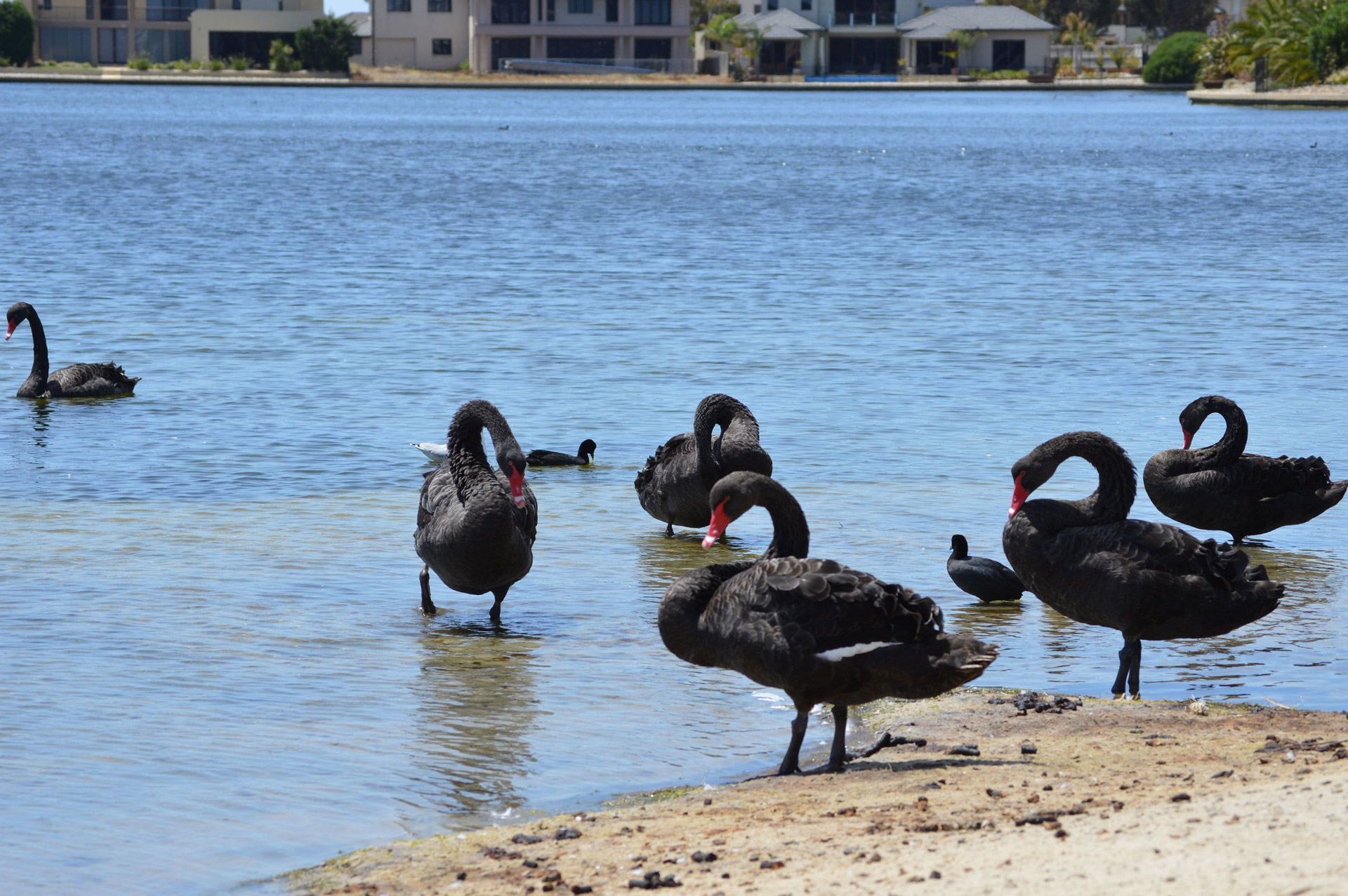 australia swans black swan free photo