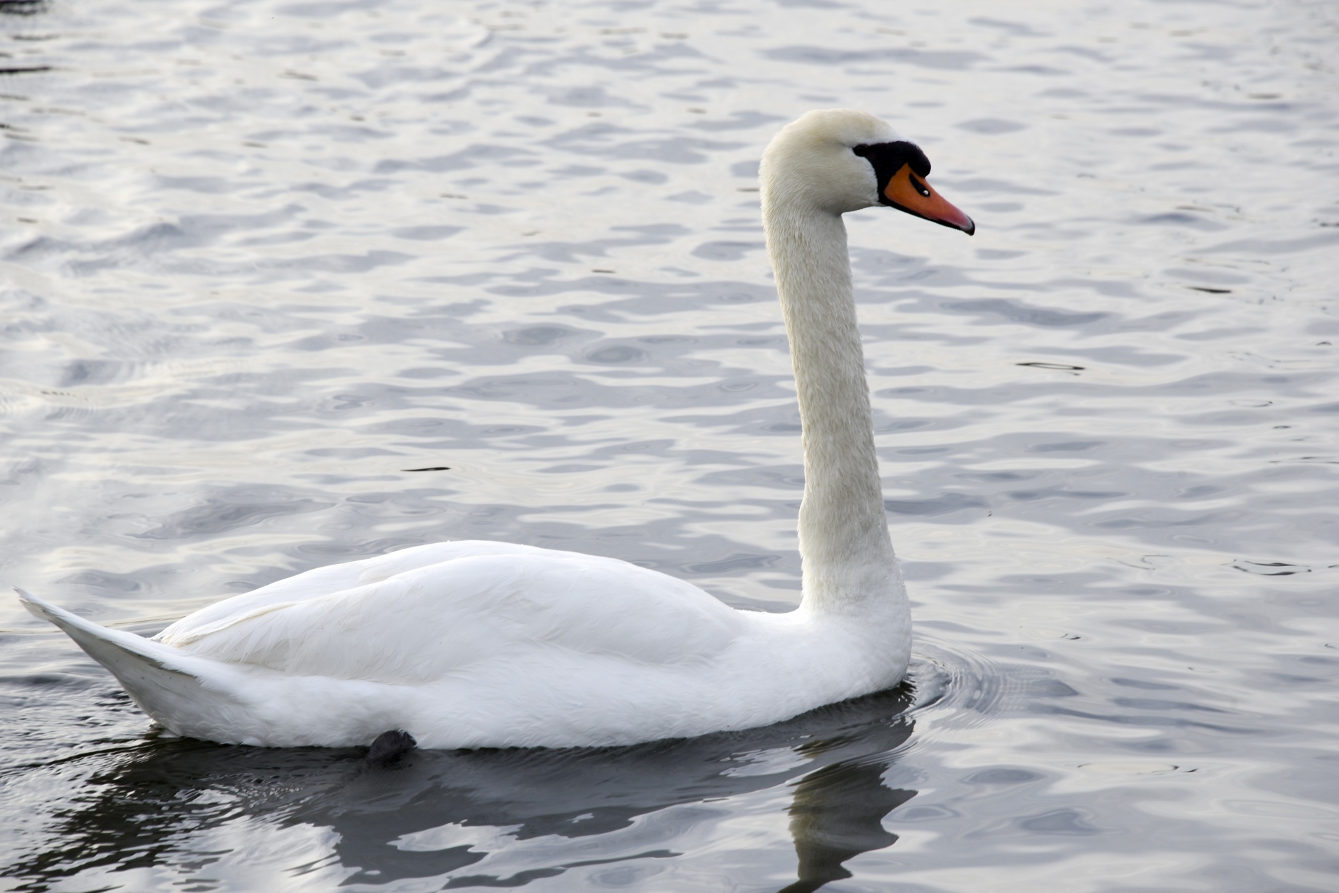 swan white full free photo