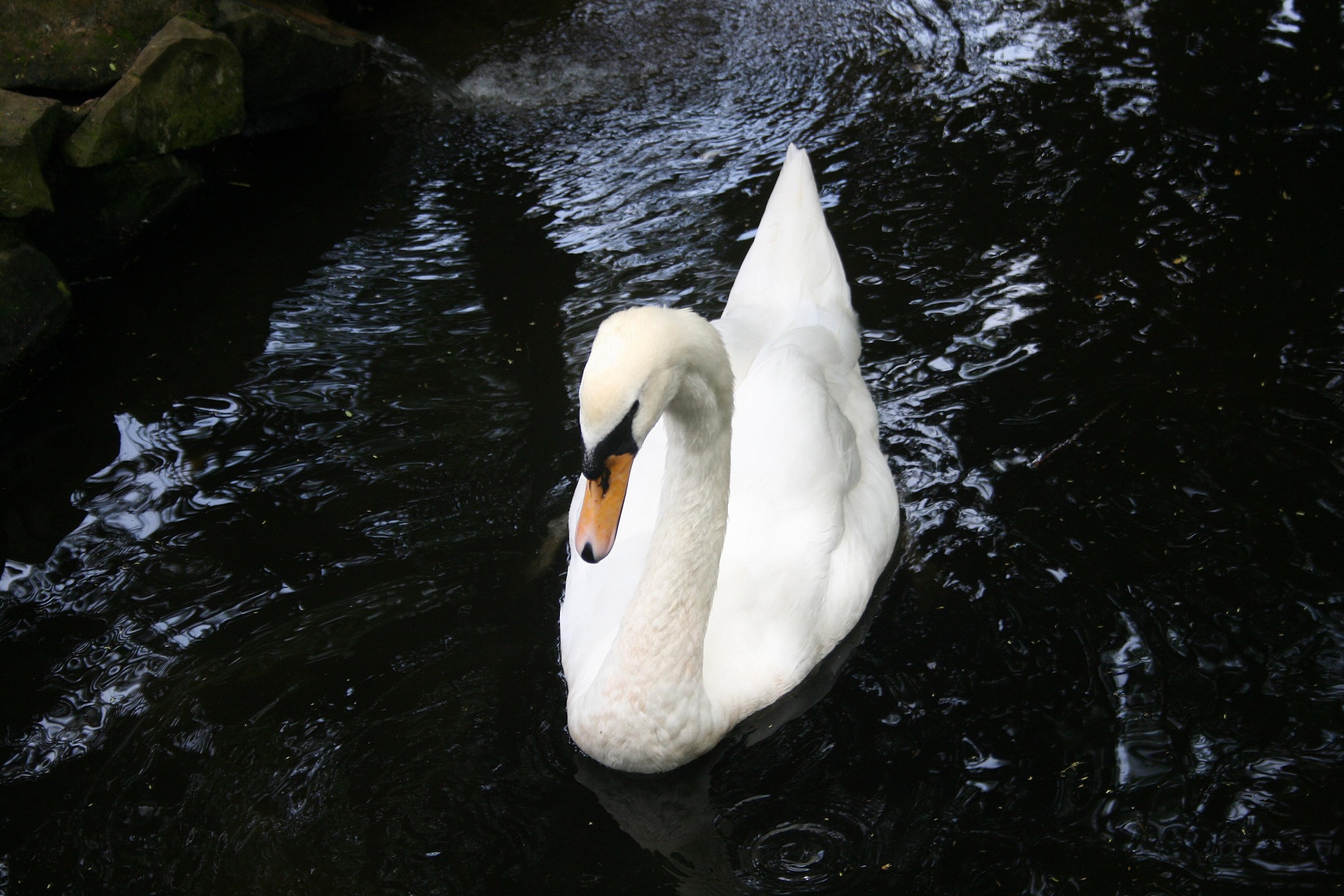 bird swan feathers free photo