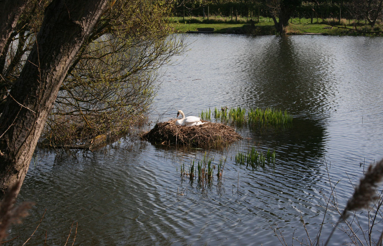 swan nest nesting free photo