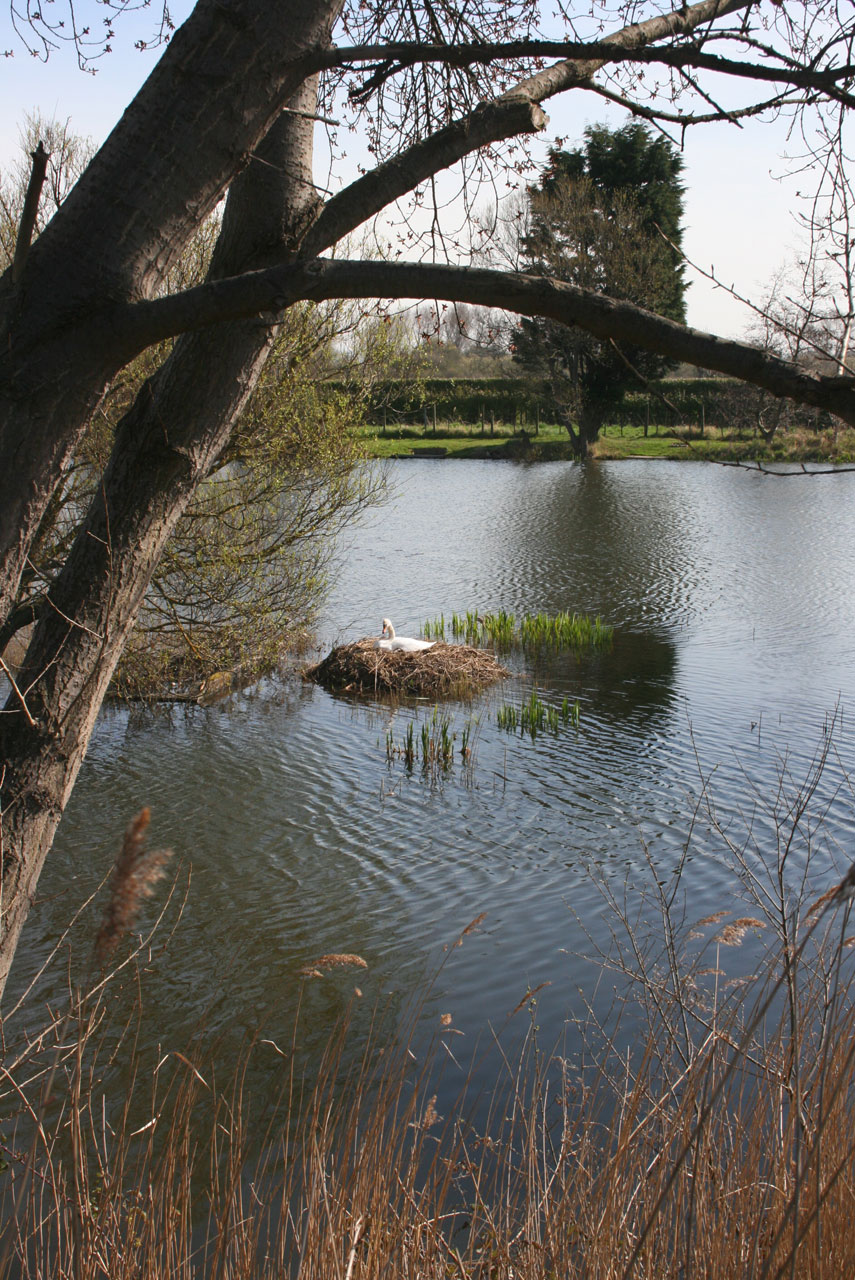 swan nest nesting free photo