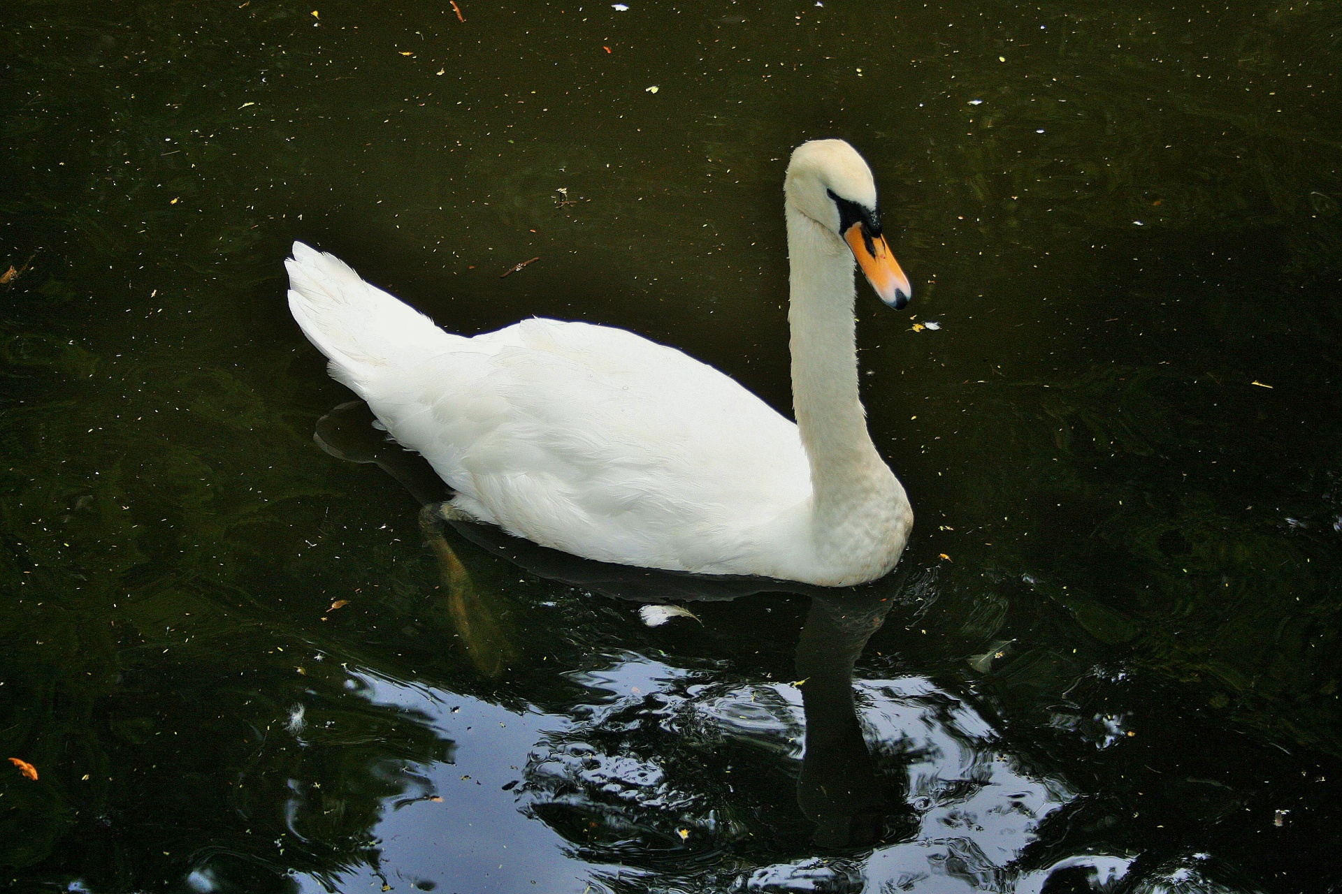 bird swan feathers free photo