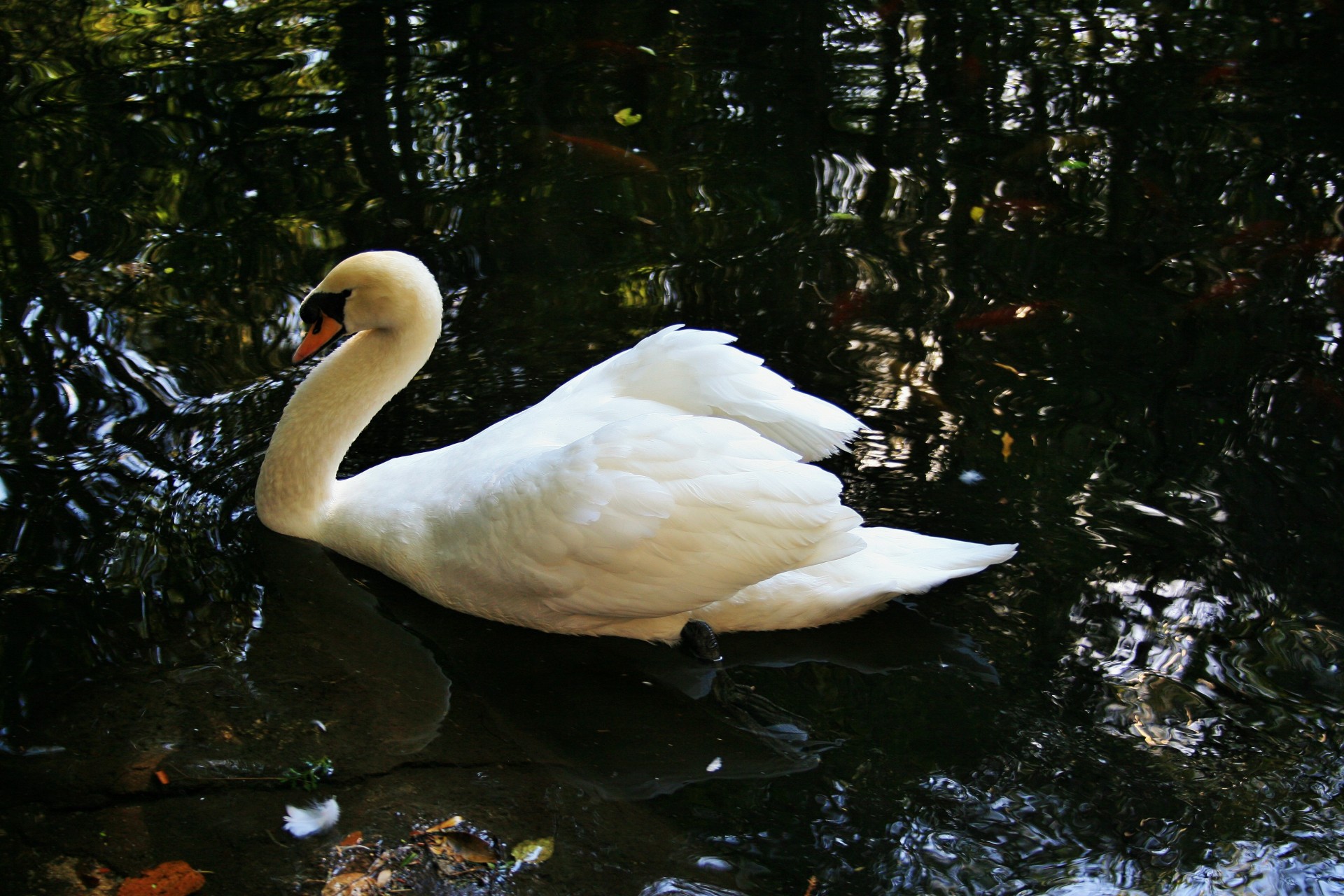 bird water swan free photo