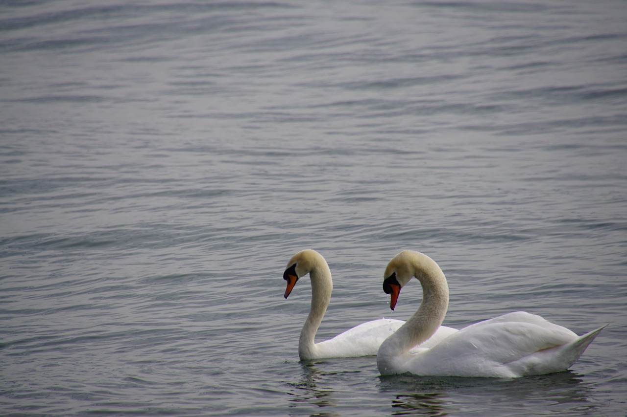 swan pair swan lake constance free photo