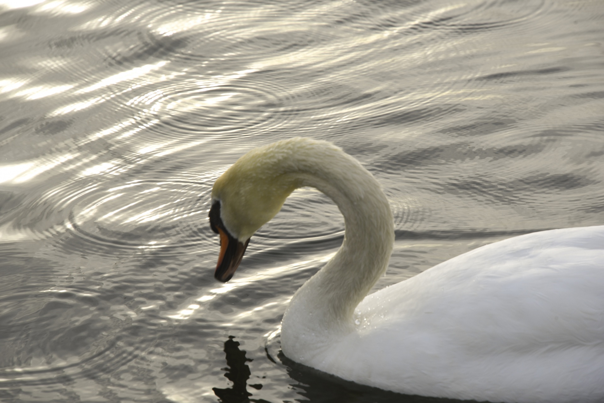 swan reflection water free photo