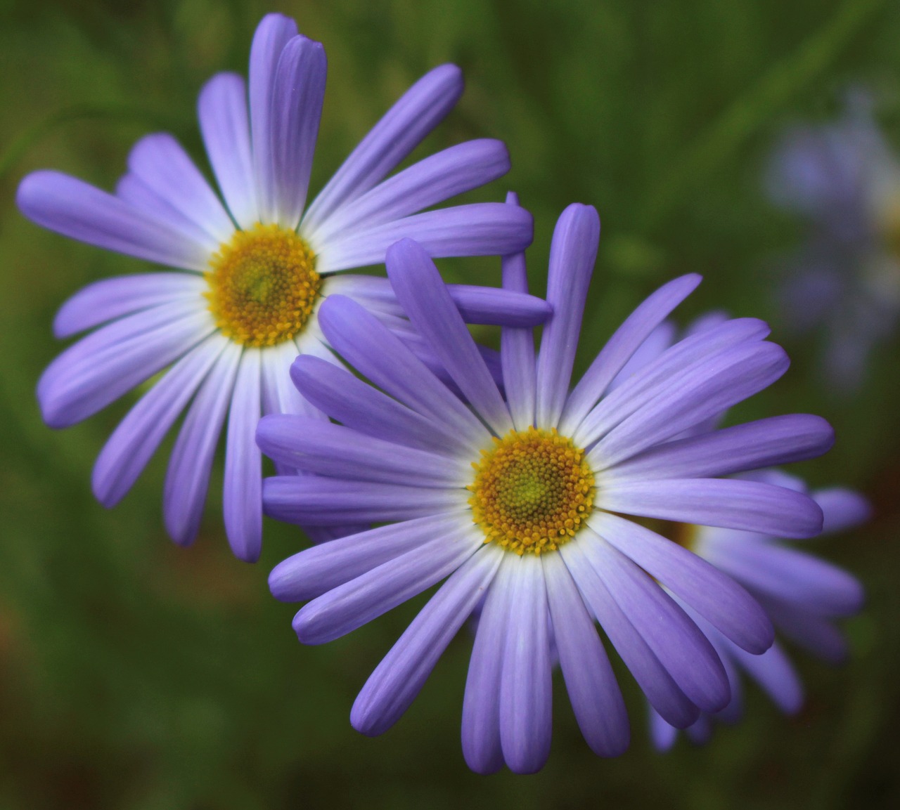 swan river daisies  purple  delicate free photo