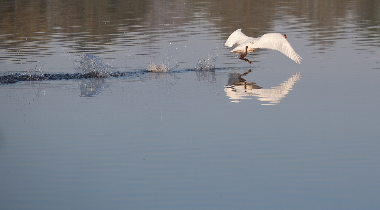 swan running on water  swan  water bird free photo