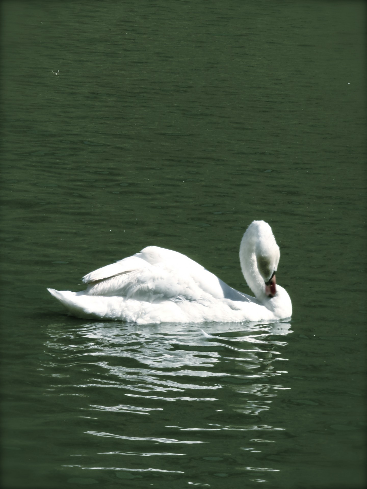 swan bird nature free photo