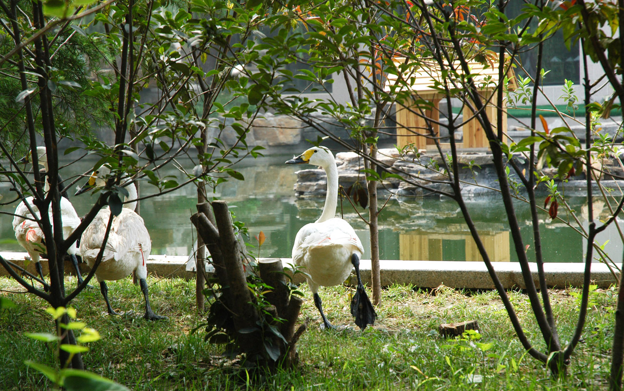 swans china parks free photo