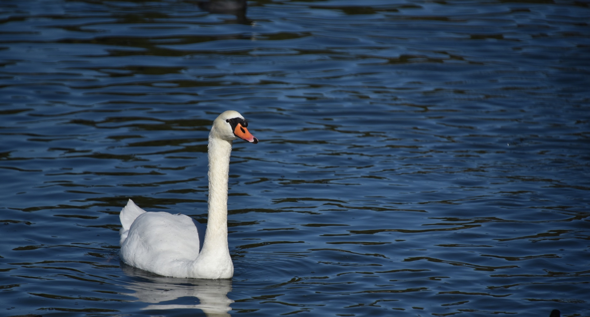 white swan waterfowl swan free photo