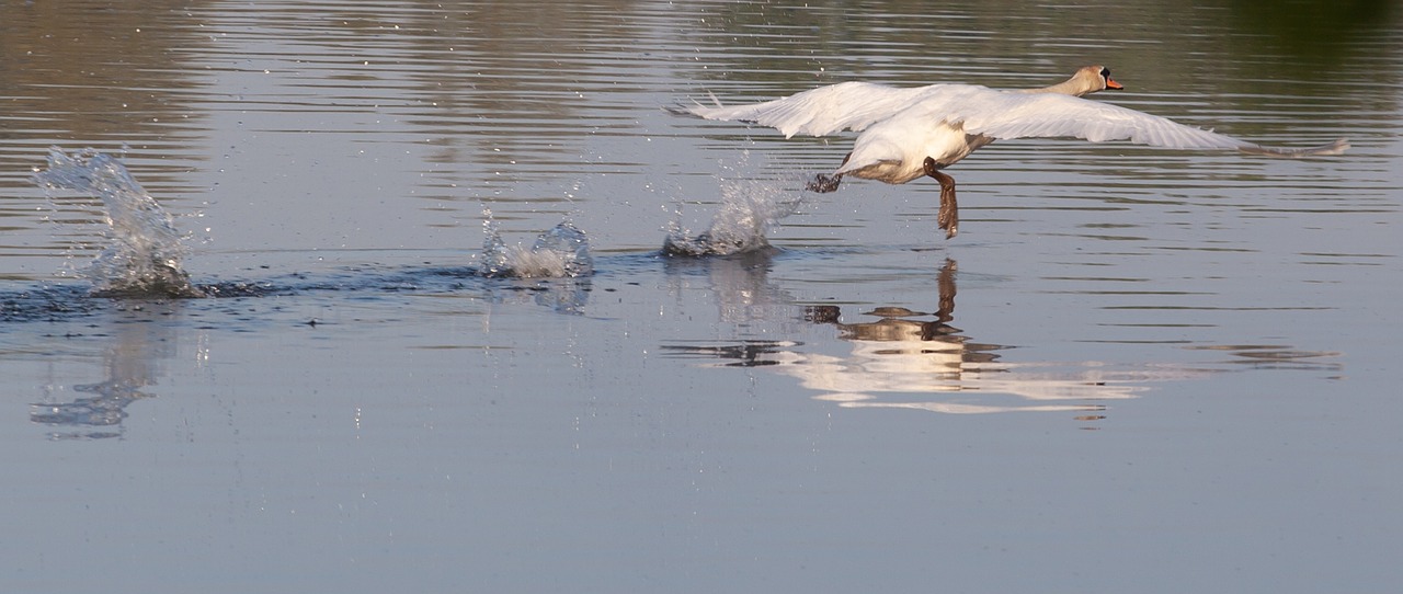 swan taking flight  swan  white bird free photo