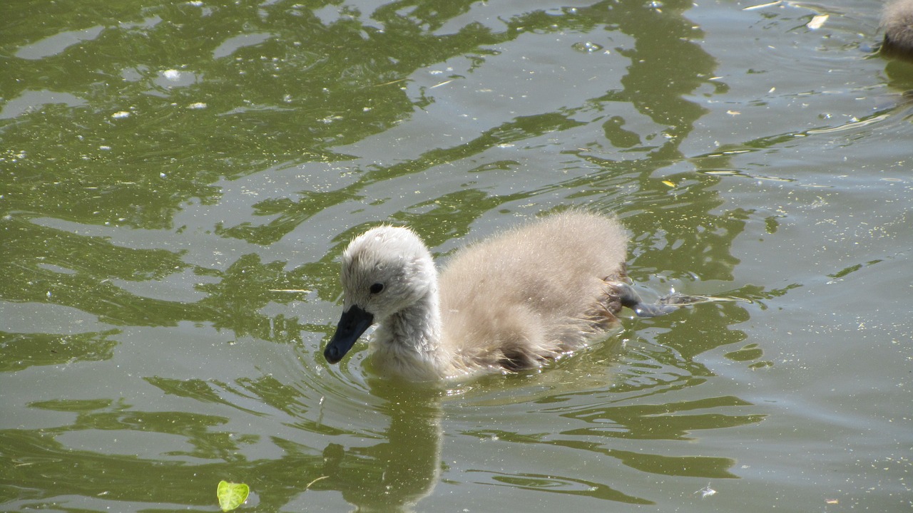 swan united labuťátko swan free photo