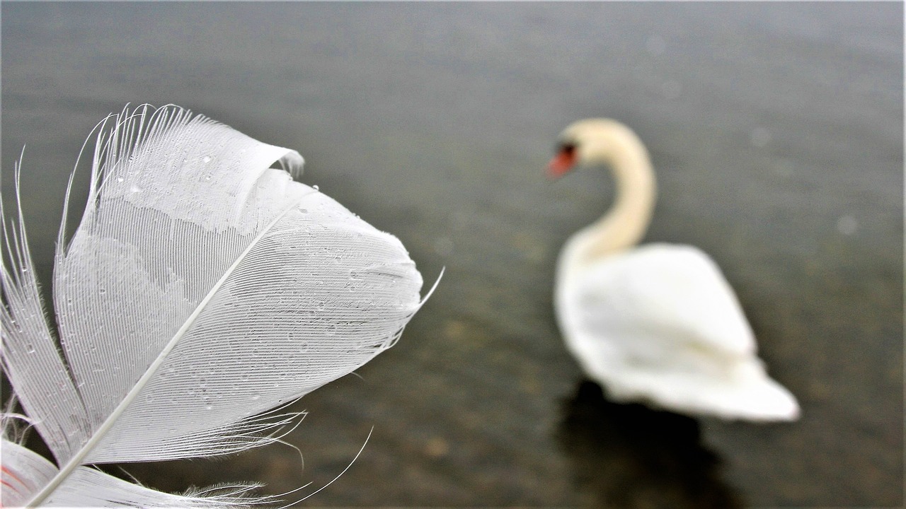 swan white morning pen free photo