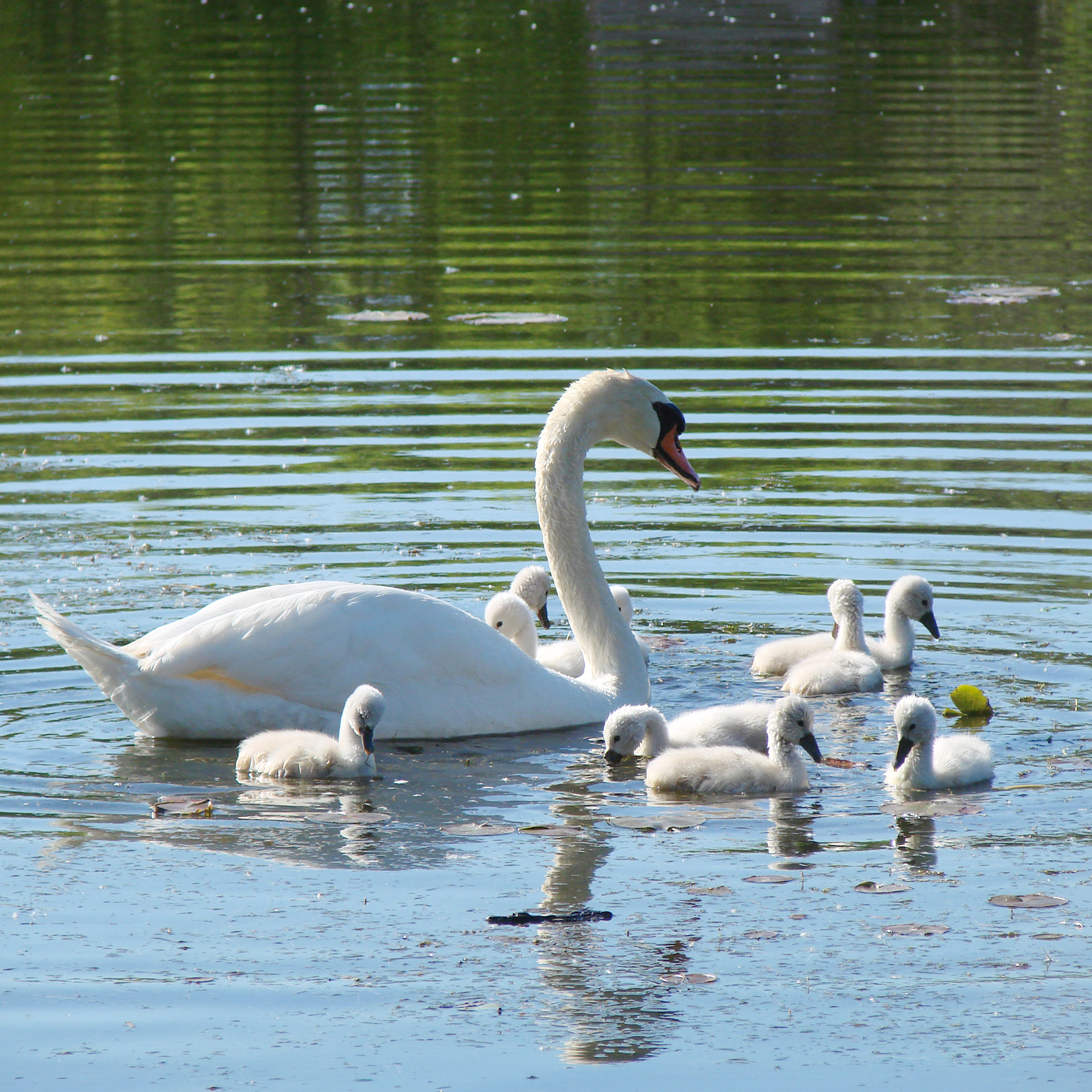 swan cygnets lessons free photo