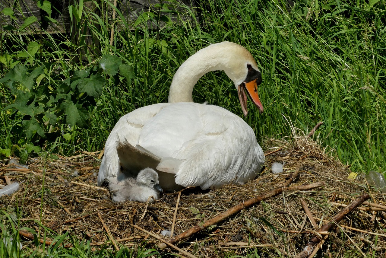 swan with young boy  nest  cygnet free photo