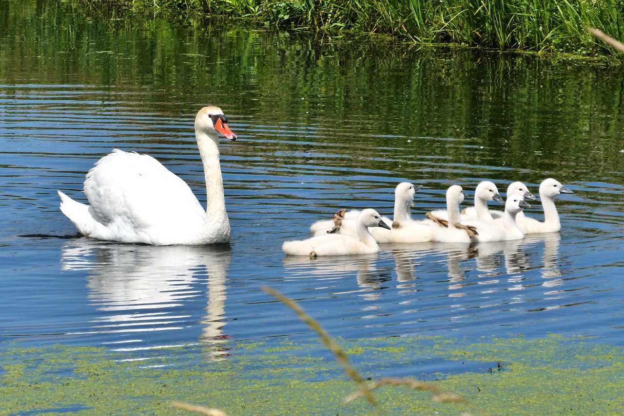 swan with young boy  zwaantjes  ditch free photo