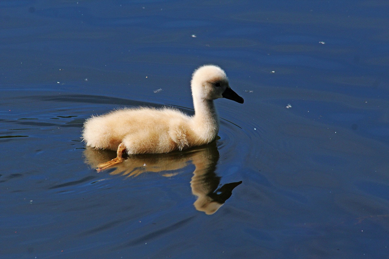 swan young chicks waterfowl free photo