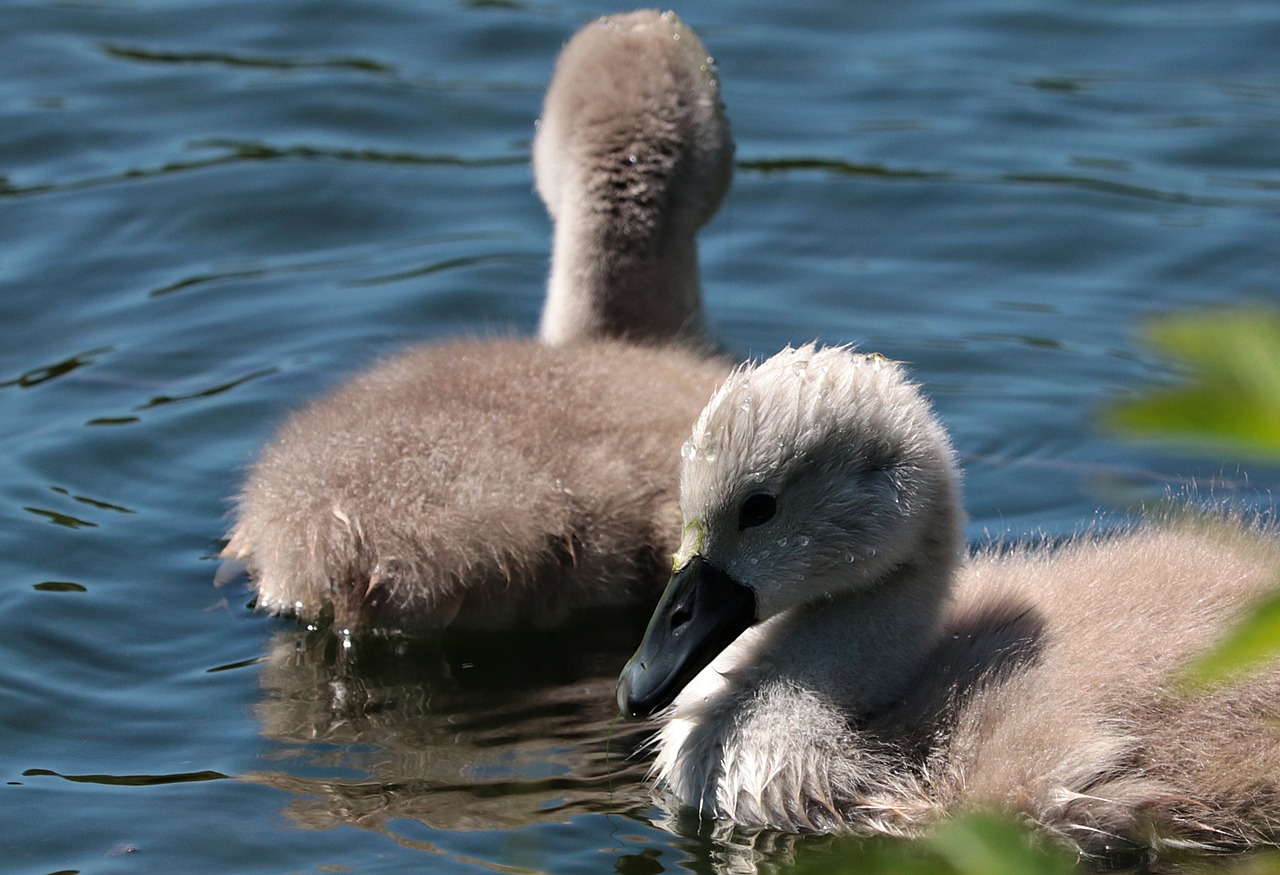 swan young waters baby swans free photo
