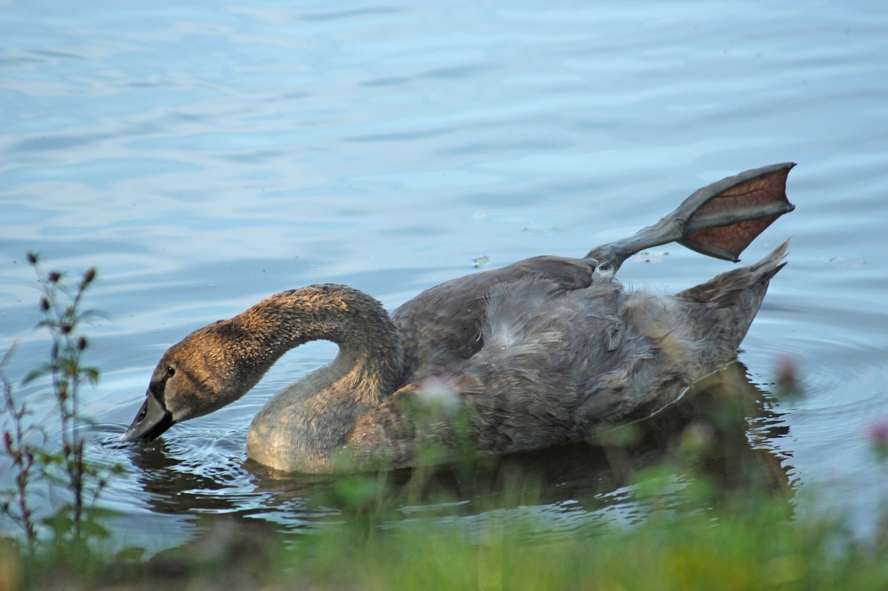 swan young animal water free photo