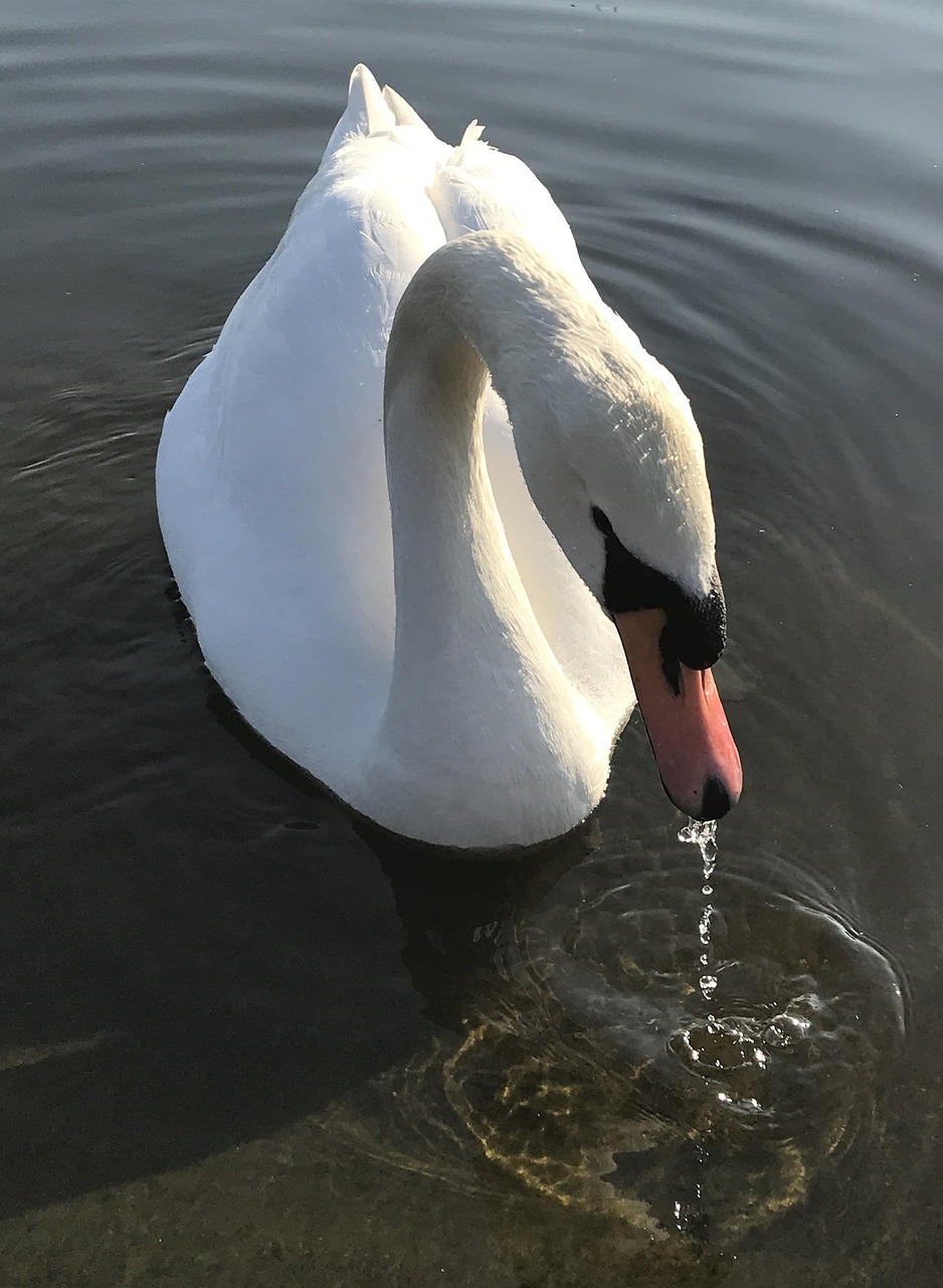 swann swan water free photo