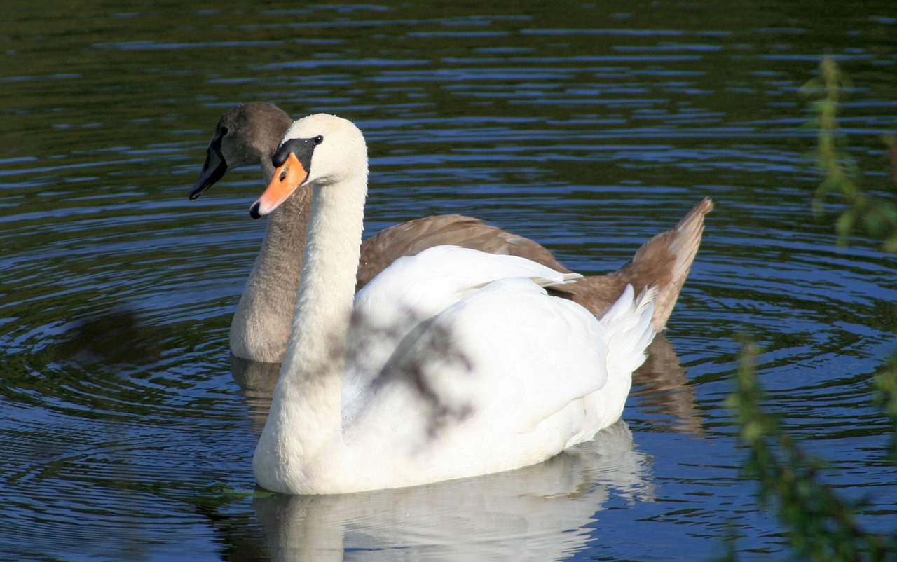 swans gray swan young free photo