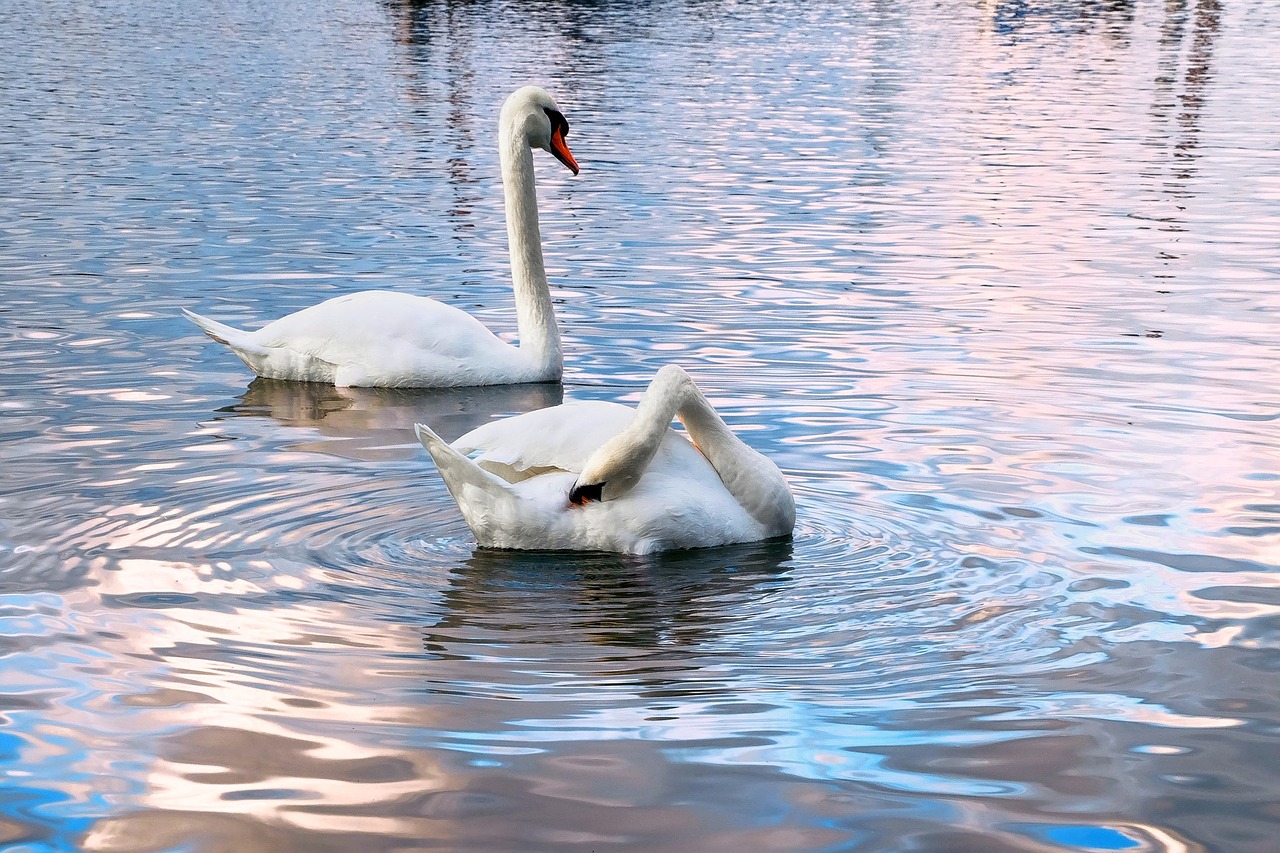 swans water two free photo