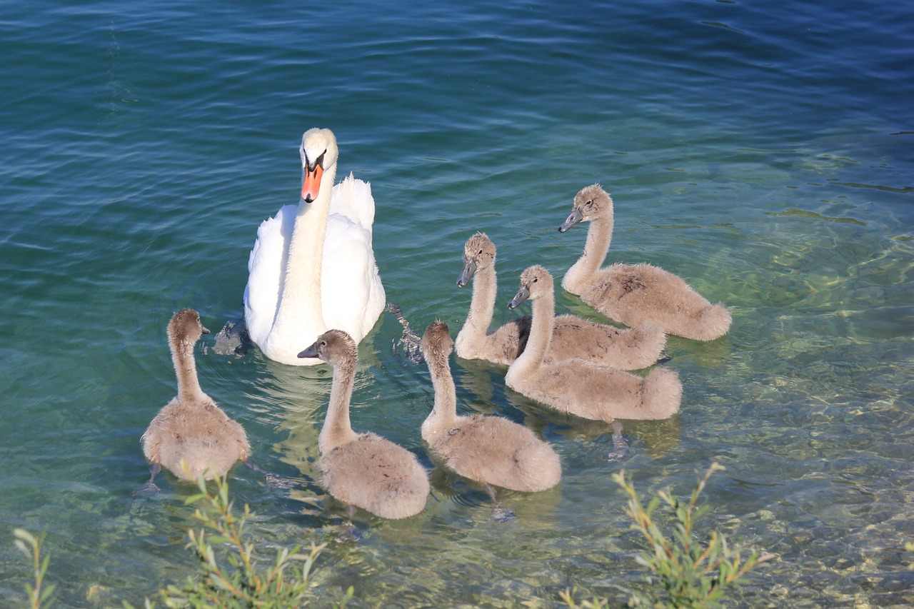 swans swan lake free photo