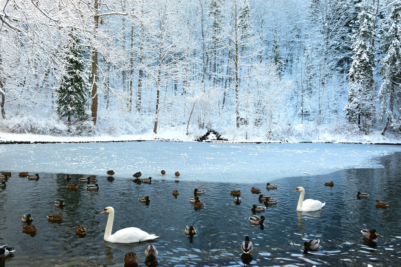 swans frozen pond fount mountain in winter free photo