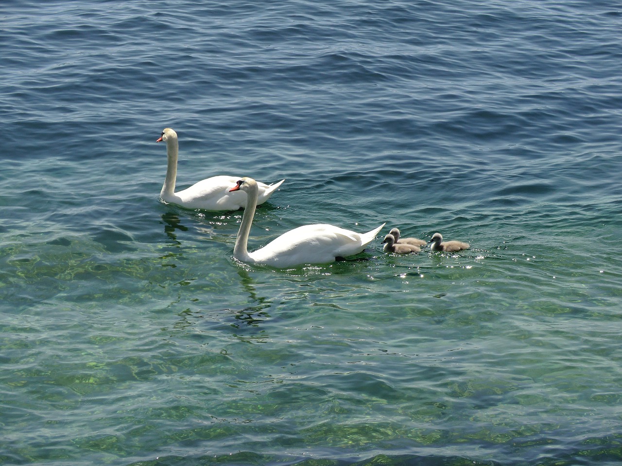 swans ducks geese free photo