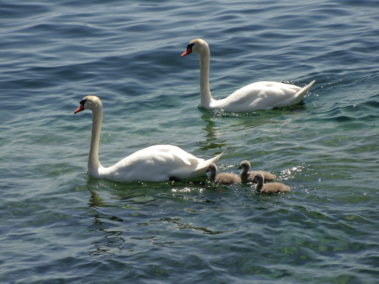 swans ducks geese free photo