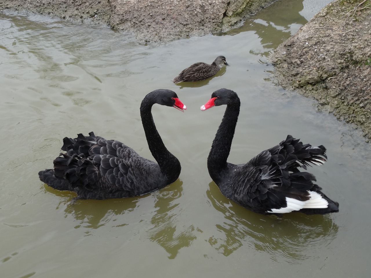 swans love symbol free photo