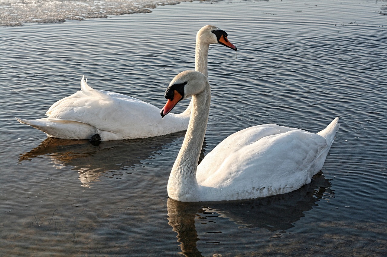 swans lake water free photo