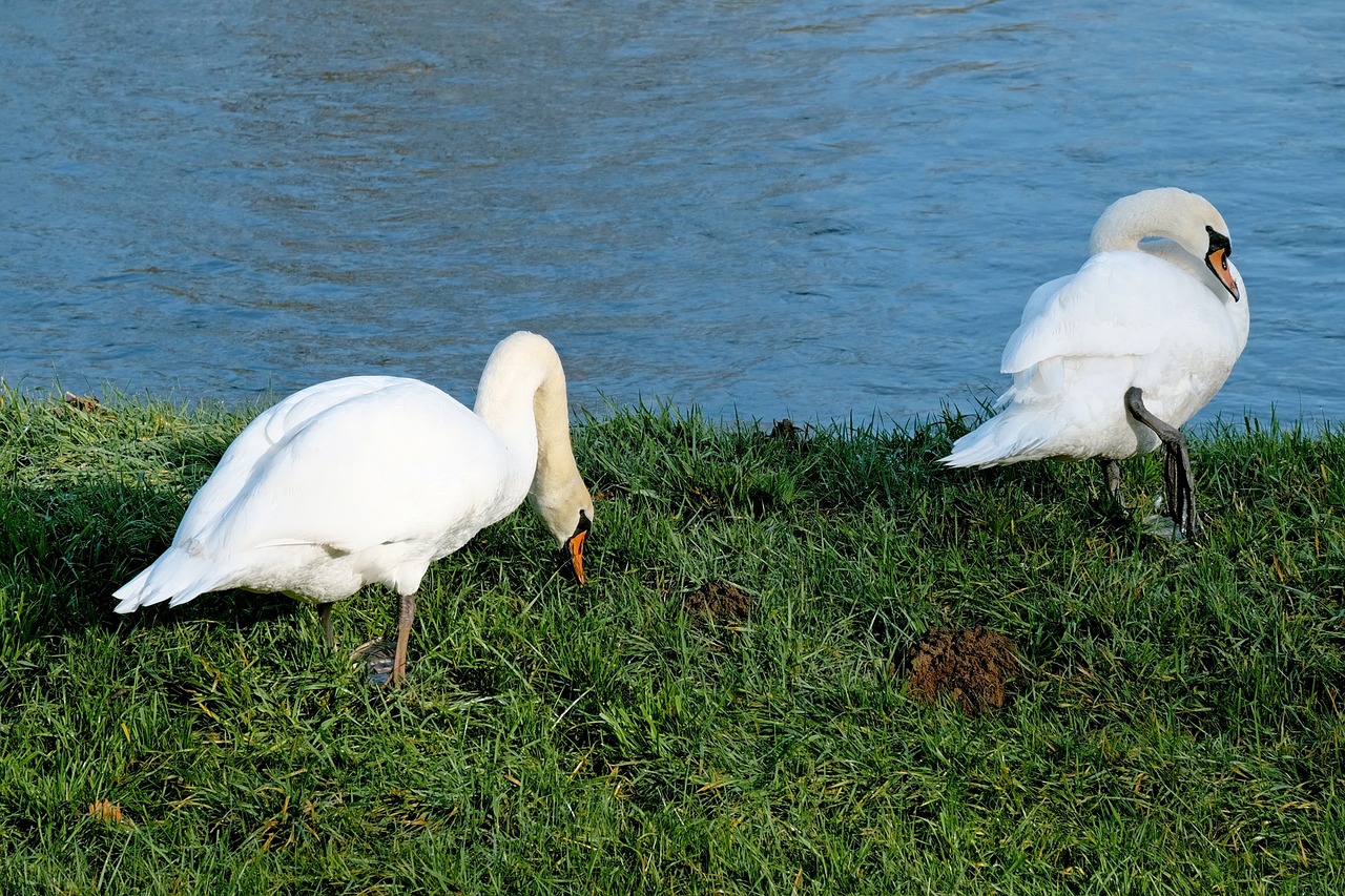 swans pride bank free photo