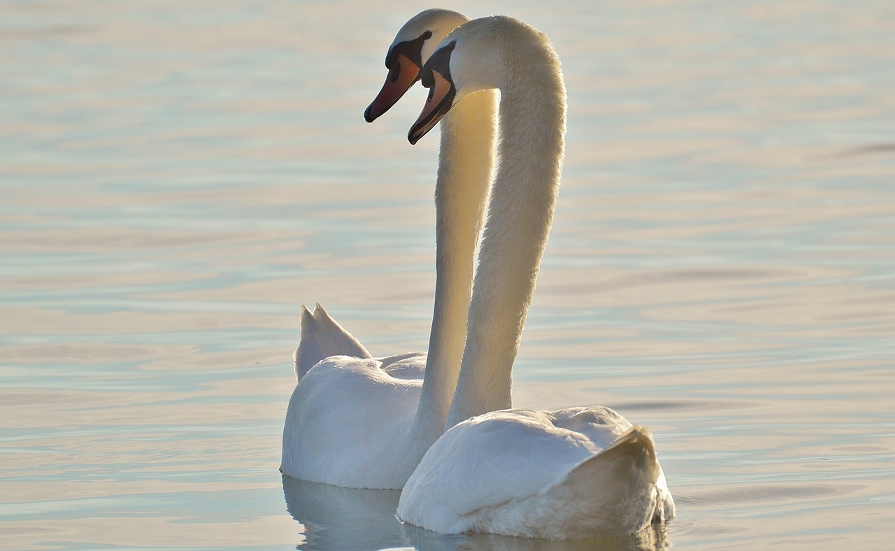 swans pair water free photo