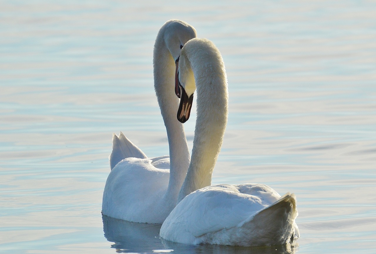 swans pair water free photo