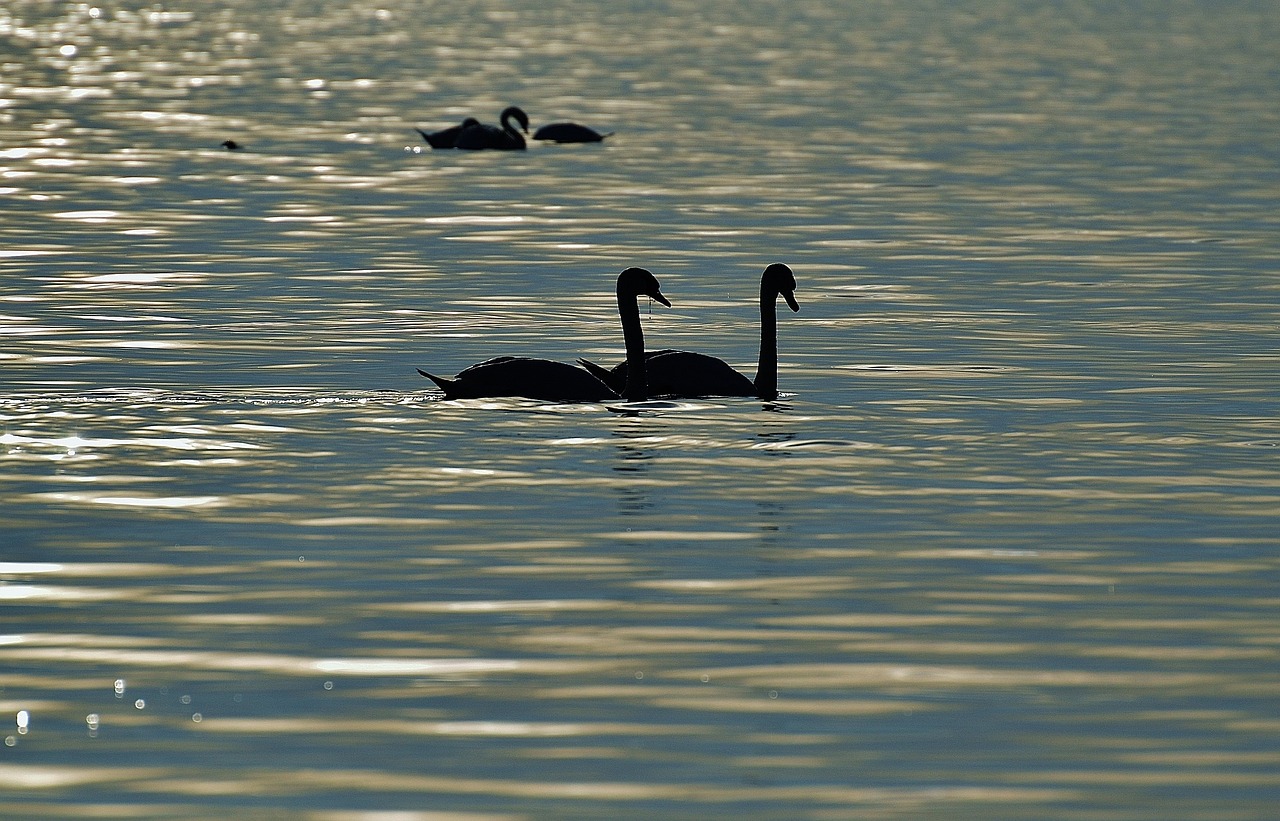 swans silhouette water free photo