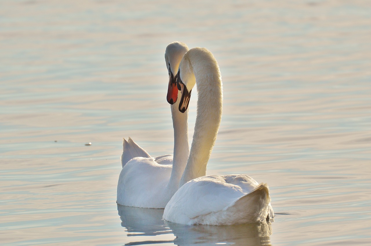 swans pair water free photo