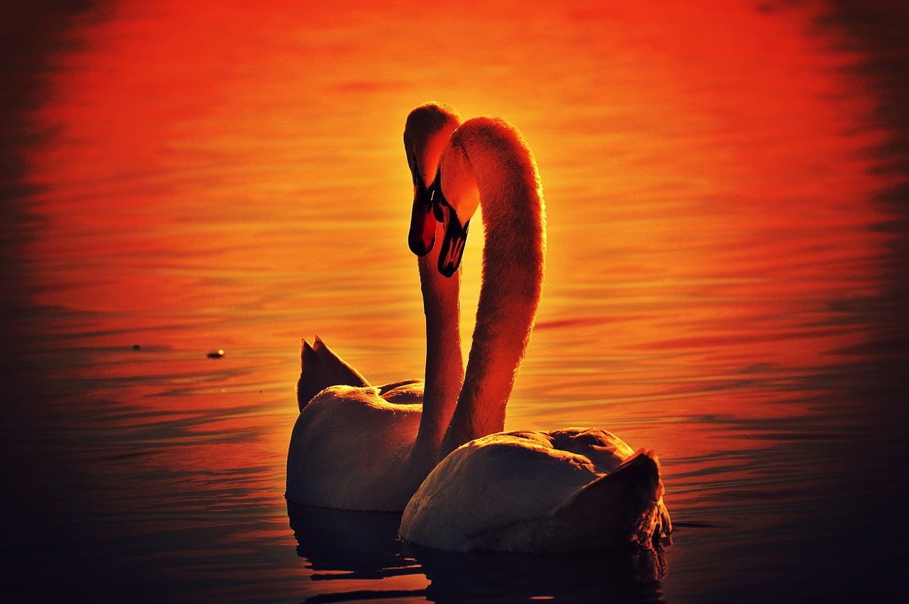 swans pair water free photo