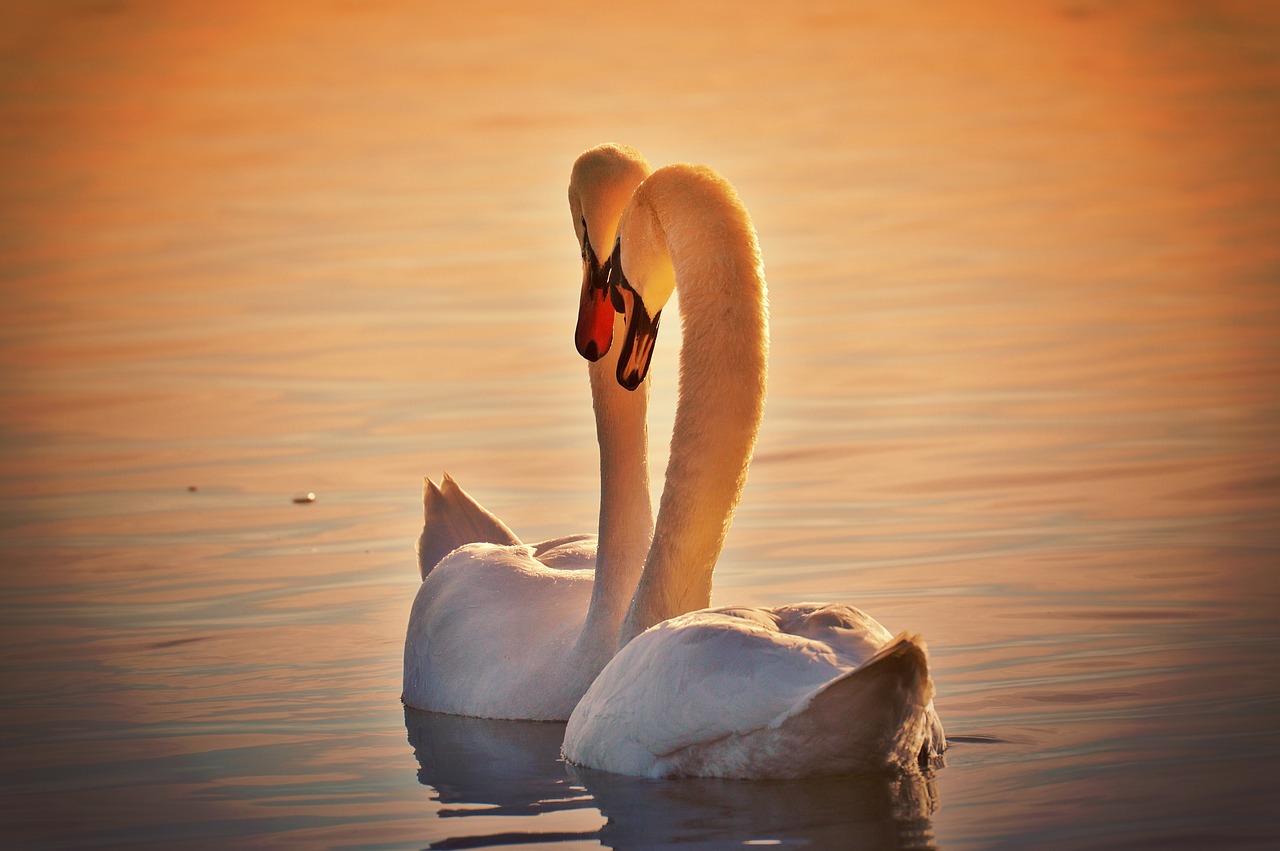 swans pair water free photo