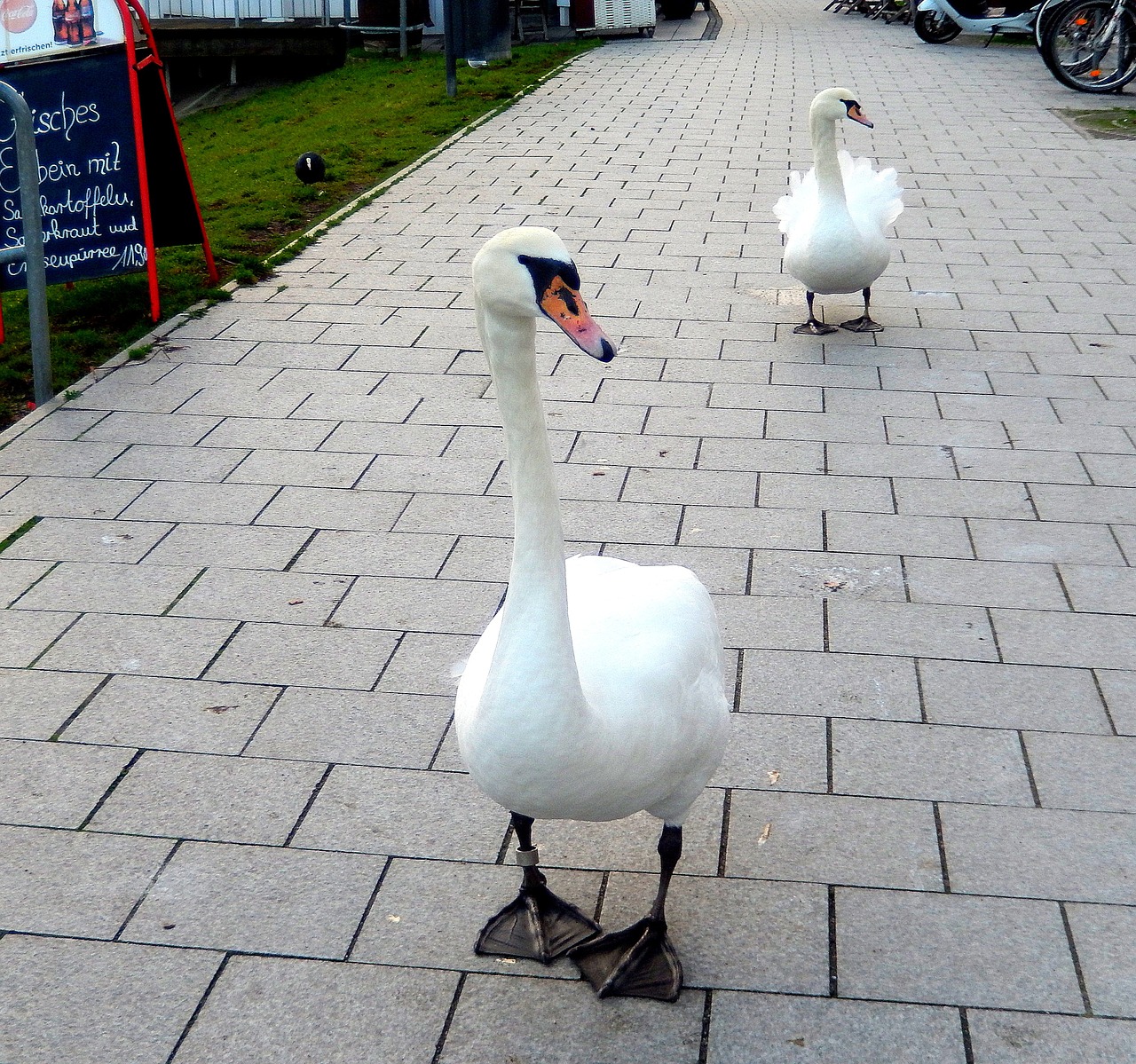 swans urbanization hungry free photo